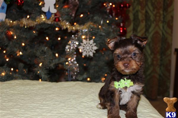 Yorkshire Terrier